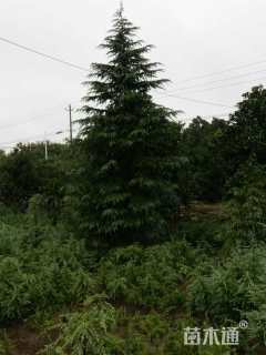 高度1000厘米雪松