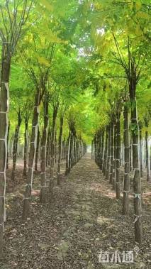 8公分嫁接香花槐