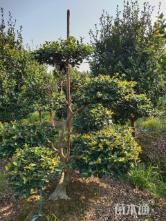 高度180厘米茶梅