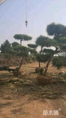 12公分造型黑松