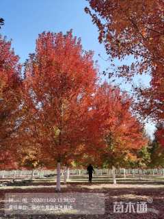 20公分美国红枫-红冠