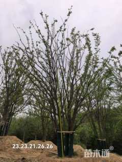 100公分(5杆)丛生朴树