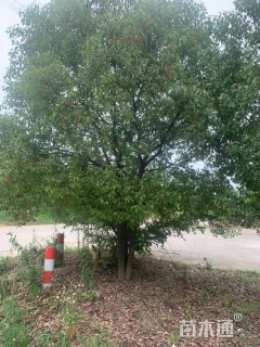 12公分丛生香樟