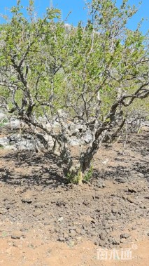 高度400厘米石榴