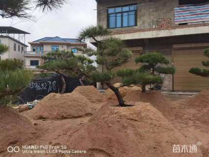 高度270厘米黑松