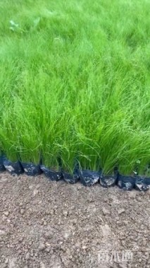 高度20厘米细茎针茅