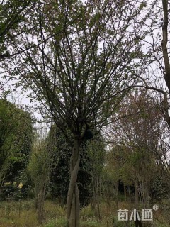 18公分垂丝海棠