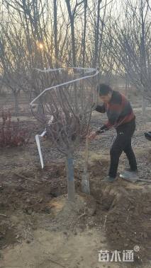 12公分北美海棠