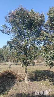 16.1公分大叶女贞