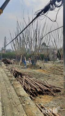 10公分(5杆)丛生蓝花楹