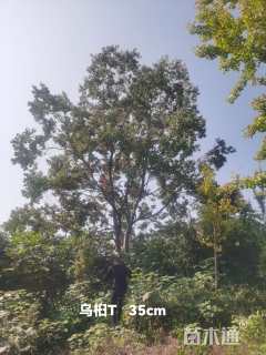 30公分(1杆)丛生乌桕