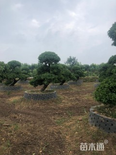 高度350厘米卫矛