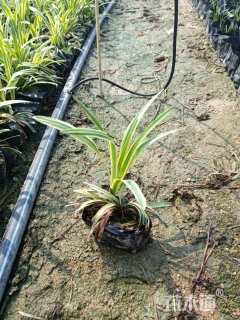 高度35厘米金边麦冬