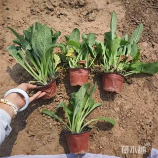 高度35厘米毛地黄