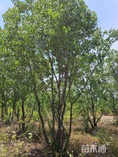 12公分(5杆)丛生乌桕