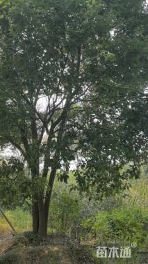 8公分(4杆)丛生香樟