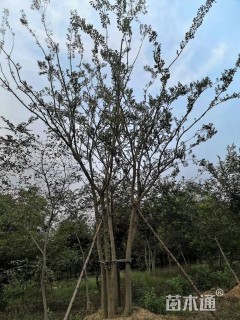 12公分(5杆)丛生朴树