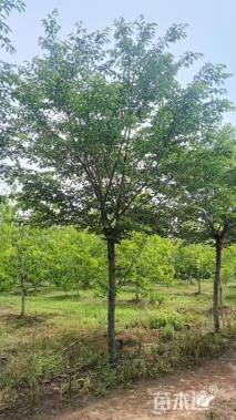 12公分高杆早樱