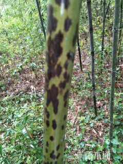 高度300厘米花斑竹