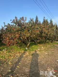 21公分柿树