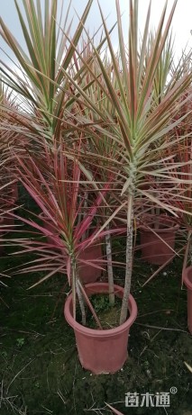 高度80厘米海滨木槿