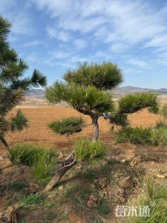 13公分造型黑松