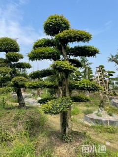 20公分造型榆树