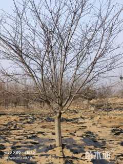 15公分染井吉野樱