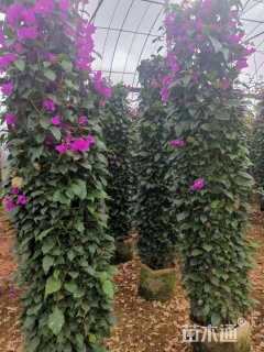 高度200厘米紫花三角梅