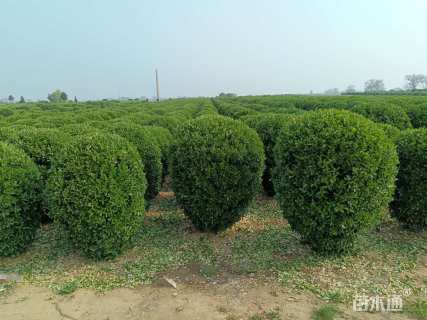 冠幅120厘米大叶黄杨球