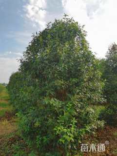 30公分大叶女贞