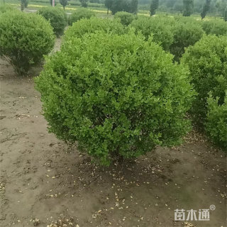 冠幅120厘米瓜子黄杨球