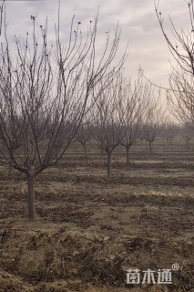 8公分造型红叶李