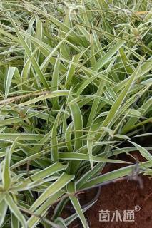 高度25厘米银边吊兰