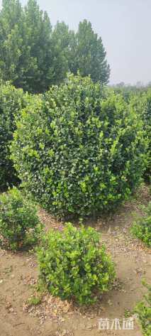 冠幅200厘米卫矛球