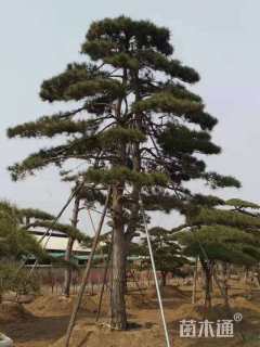 39公分造型黑松