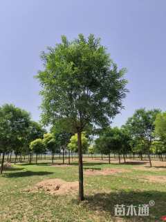 15公分国槐