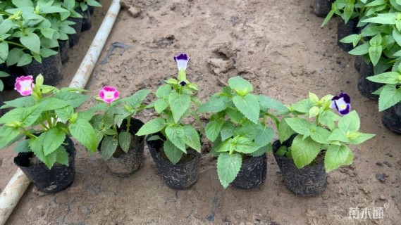 高度5厘米夏堇