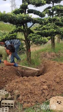 移栽苗造型罗汉松