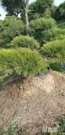 12公分造型黑松