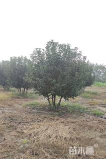 高度350厘米丛生海棠