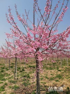 10公分高杆染井吉野樱
