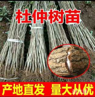 高度80厘米杜仲小苗