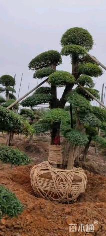 40公分造型小叶女贞