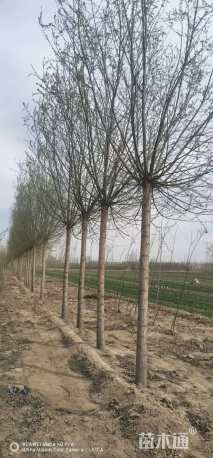 18公分柳树