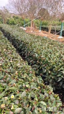 高度450厘米大红紫薇