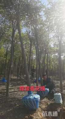 15公分嫁接香花槐