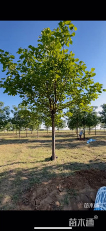 15公分梓树