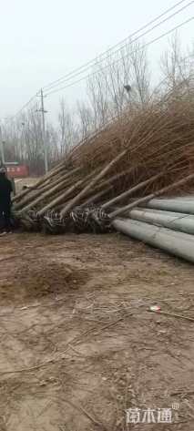 12公分金丝垂柳