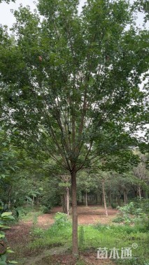 10公分二乔玉兰